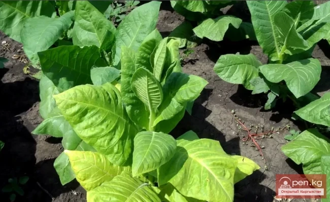  Insecticidal and rodenticidal plants of Kyrgyzstan