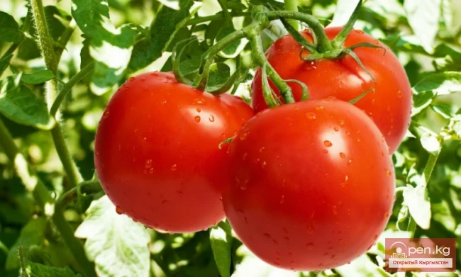  Insecticidal and rodenticidal plants of Kyrgyzstan