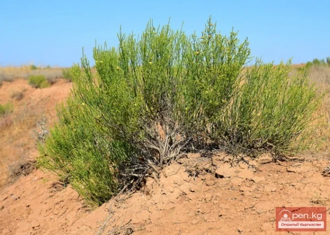  Insecticidal and rodenticidal plants of Kyrgyzstan