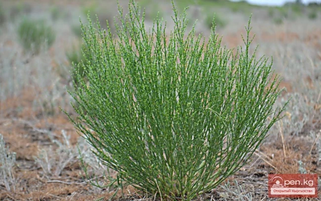  Insecticidal and rodenticidal plants of Kyrgyzstan