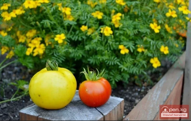 Инсектицидные и ратицидные растения Кыргызстана