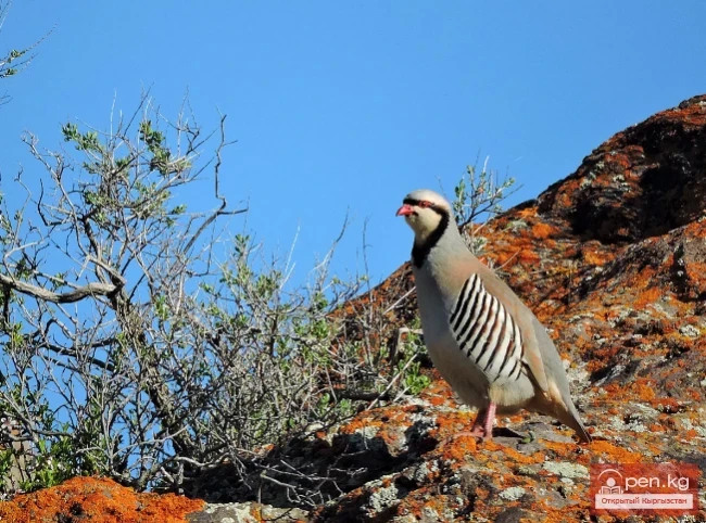 Каменная куропатка - Кеклик