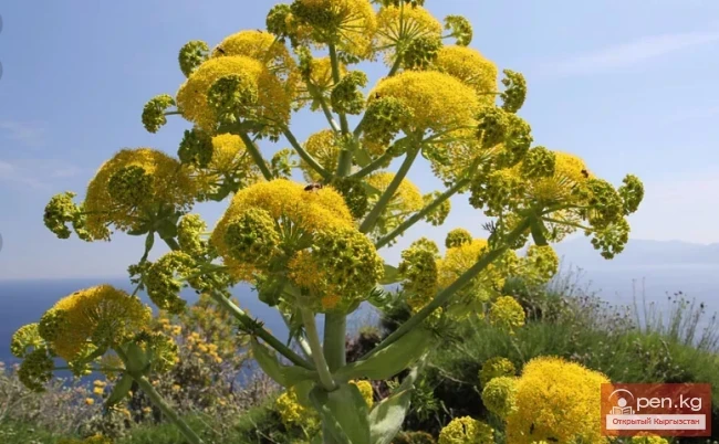 Смолоносные растения Кыргызстана