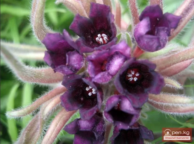 Кыргызстандын боёк өсімдүктөрү