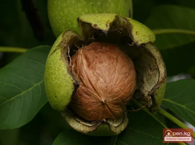 Кыргызстандын боёк өсімдүктөрү