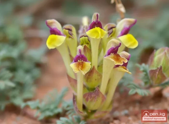 Кыргызстандын боёк өсімдүктөрү