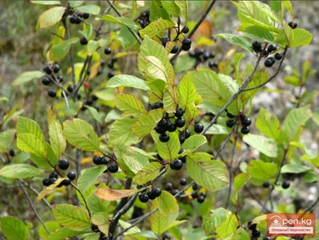 Кыргызстандын боёк өсүмдүктөрү