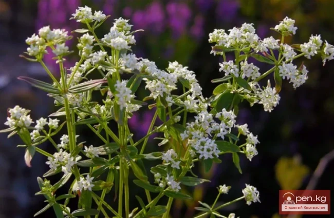 Кыргызстандын боёк өсүмдүктөрү