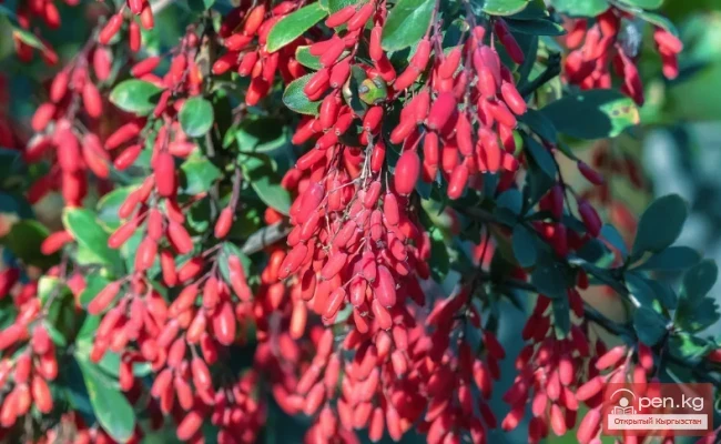 Кыргызстандын боёк өсімдүктөрү