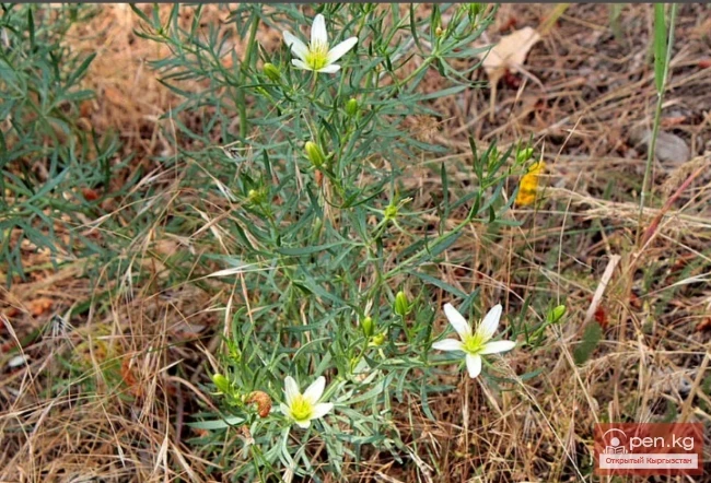 Кыргызстандын боёк өсүмдүктөрү