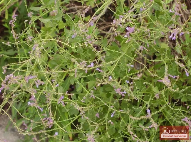 Кыргызстандын боёк өсүмдүктөрү