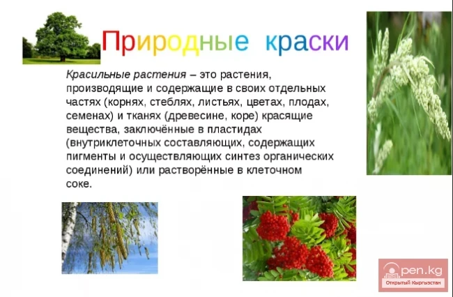 Кыргызстандын боёк өсүмдүктөрү