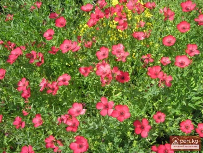 Кыргызстандын жиптүү өсімдүктөрү