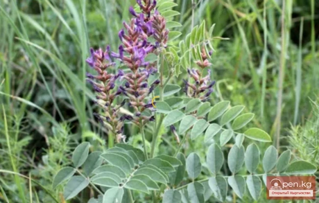 Кыргызстандын жиптүү өсімдүктөрү