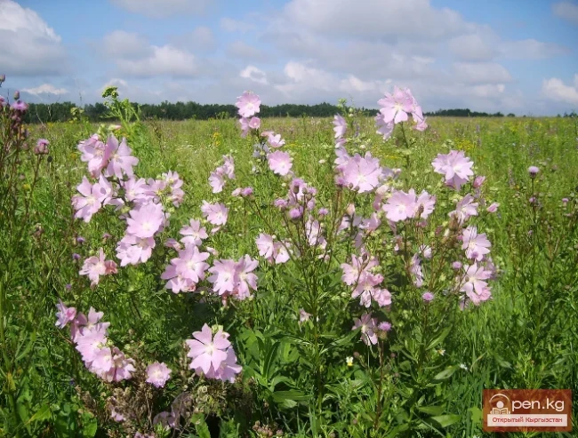 Кыргызстандын жиптүү өсімдүктөрү
