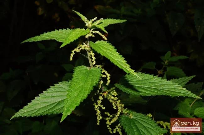 Кыргызстандын жиптүү өсімдүктөрү