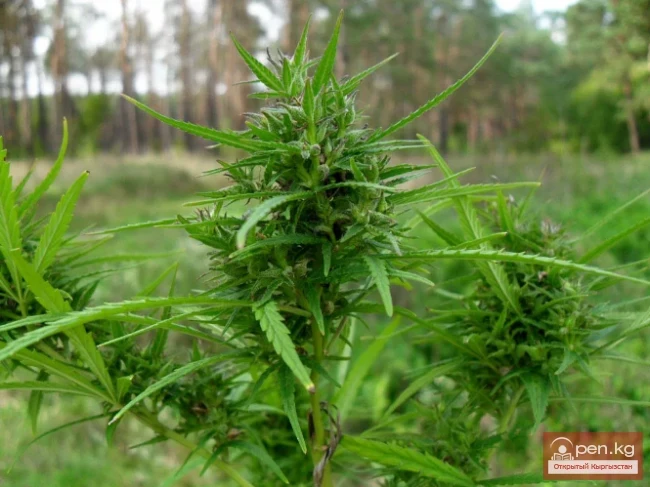 Кыргызстандын жиптүү өсүмдүктөрү