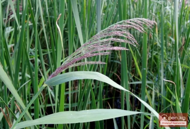 Кыргызстандын жиптүү өсүмдүктөрү