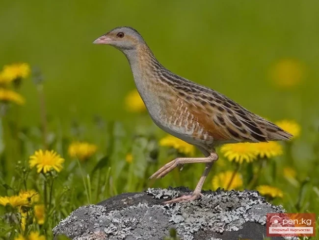 Коростель - Тартар тоок