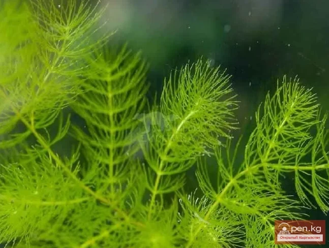 Кыргызстандын жүгөрү өсімдіктөрү