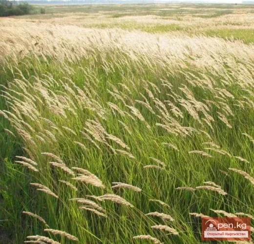 Кыргызстандын жүгөрү өсімдіктөрү