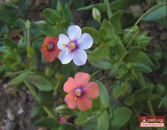 Дары дарыялар Кыргызстанда