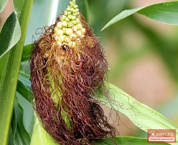 Дары дарыялар Кыргызстанда