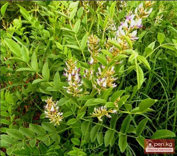 Дары дарыялар Кыргызстанда