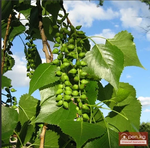 Дары дарыялар Кыргызстанда