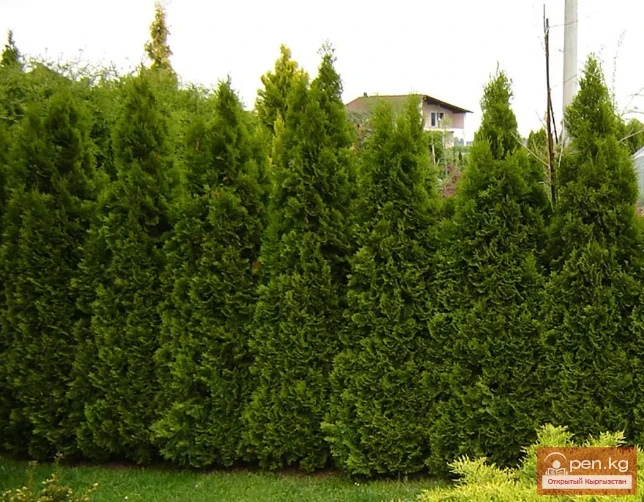 Дары дарыялар Кыргызстанда