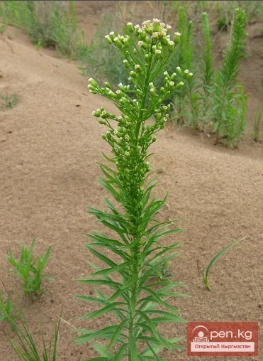 Дары дарыялар Кыргызстанда