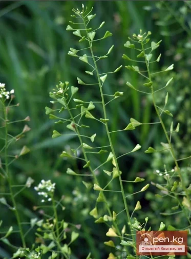 Дары дарыялар Кыргызстанда