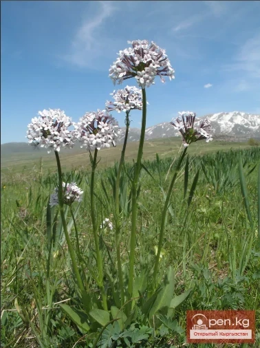 Дары дарыялар Кыргызстанда