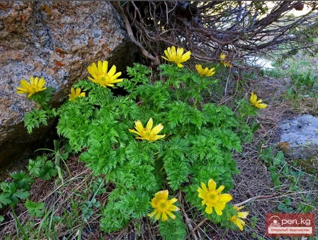 Дары дарыялар Кыргызстанда