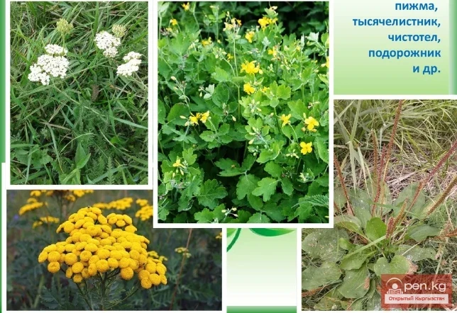 Лекарственные растения Кыргызстана