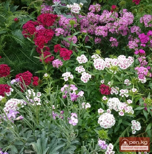 Promising flowering and decorative plants for lawns in Kyrgyzstan