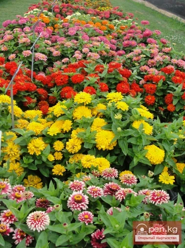 Promising flowering and decorative plants for lawns in Kyrgyzstan