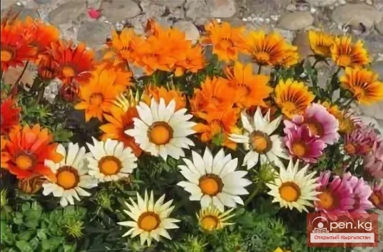 Promising flowering and decorative plants for lawns in Kyrgyzstan