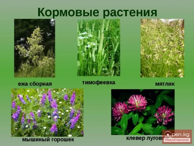 Forage Plants of Kyrgyzstan