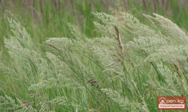 Кыргызстандын жүгөрү өсімдіктөрү