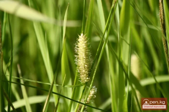 Кыргызстандын жүгөрү өсімдіктөрү