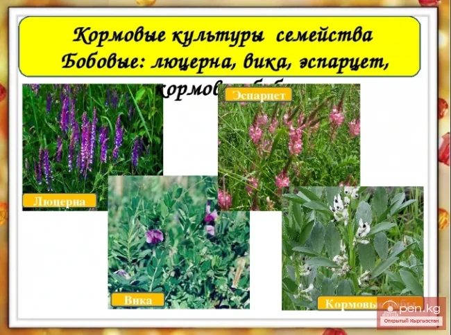 Кыргызстандын жүгөрү өсімдіктөрү