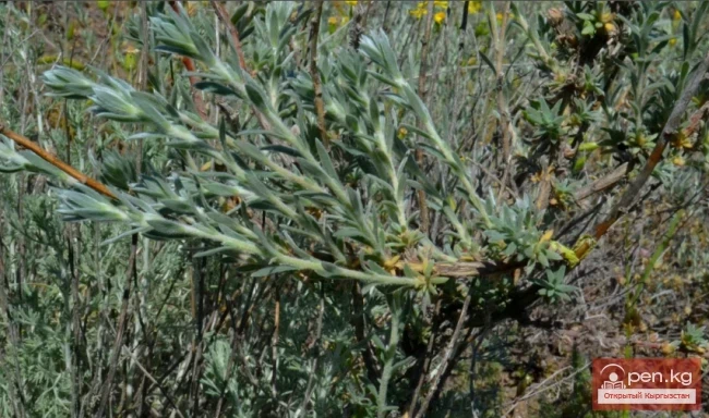 Кыргызстандын жүгөрү өсімдіктөрү