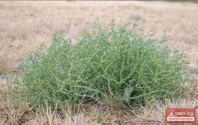 Кыргызстандын жүгөрү өсімдіктөрү