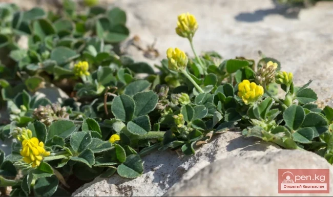 Кыргызстандын жүгөрү өсімдіктөрү