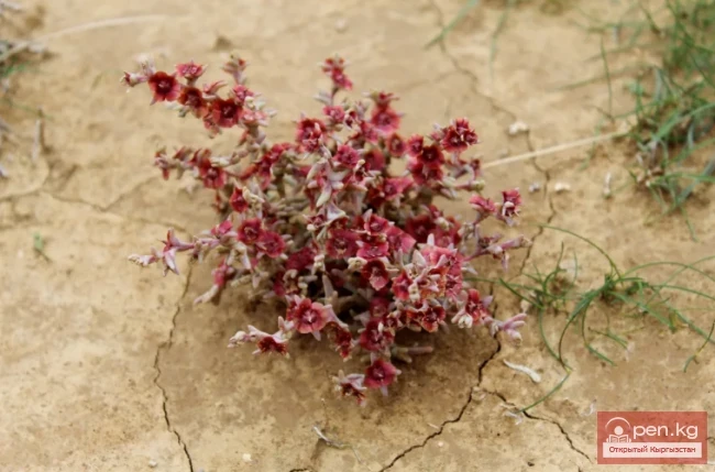 Кыргызстандын жүгөрү өсімдіктөрү