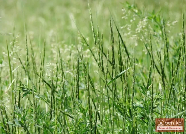 Кыргызстандын жүгөрү өсімдіктөрү