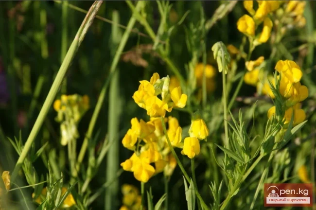 Кыргызстандын жүгөрү өсімдіктөрү