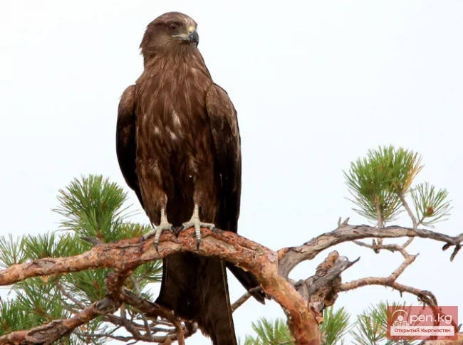 Черный коршун - Кара айры куйрук