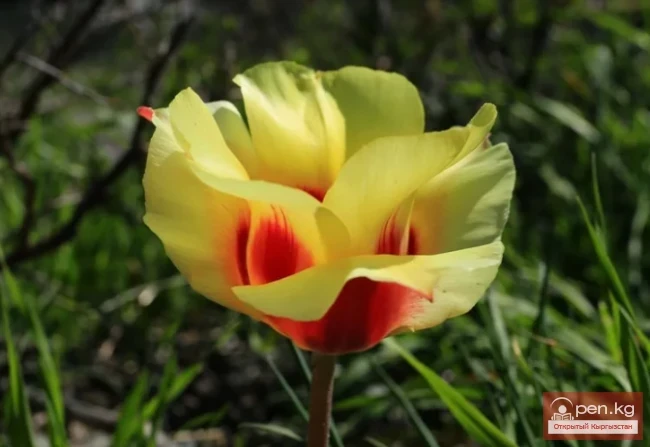 Дары дарыялар Кыргызстанда